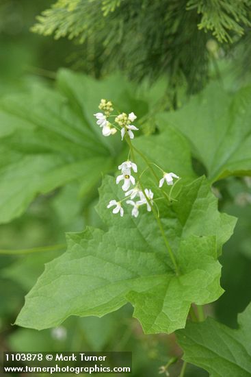 Coast Manroot blossoms & foliage