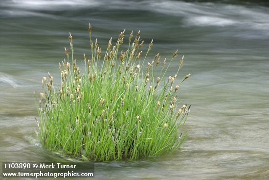 Torrent Sedge in Deer Creek