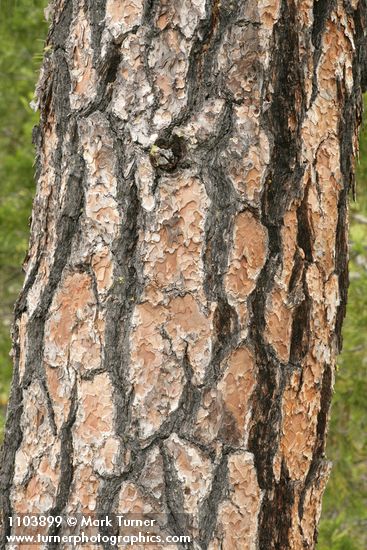 Jeffrey Pine bark