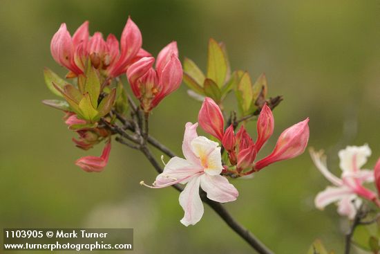 Western Azalea buds & blossom