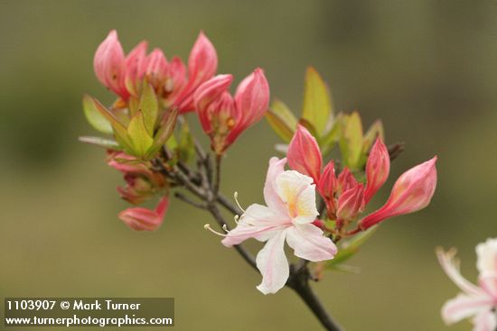 Western Azalea buds & blossom