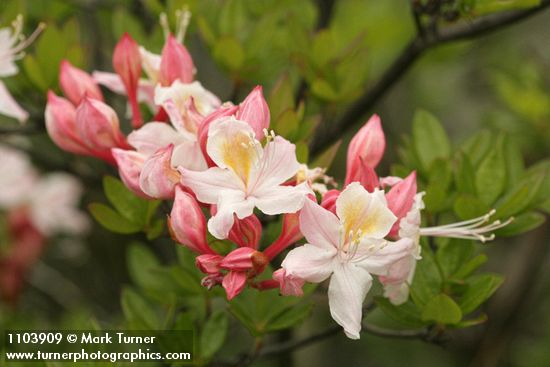 Western Azalea buds & blossom