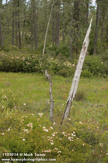 Western Azaleas & California Pitcher Plant in fen w/ Jeffrey Pines bkgnd