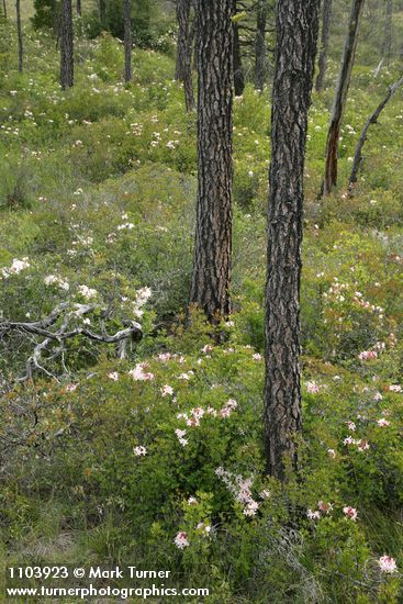 Western Azaleas among Jeffrey Pine trunks