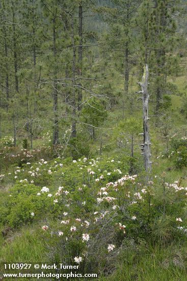 Western Azaleas among Jeffrey Pines