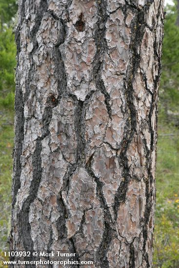 Jeffrey Pine bark