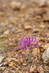 Coast Flatstem Onion on serpentine