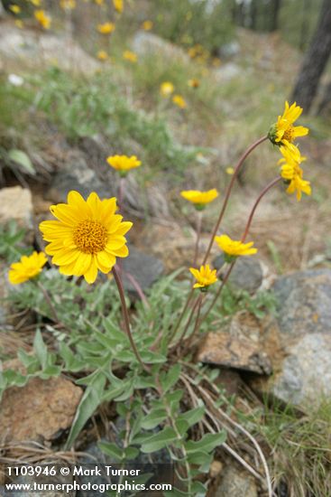 Silky Balsamroot