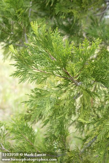Incense Cedar foliage