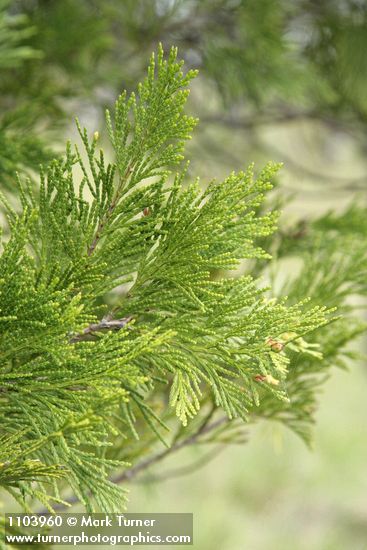 Incense Cedar foliage