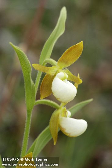 California Lady's-slipper blossoms