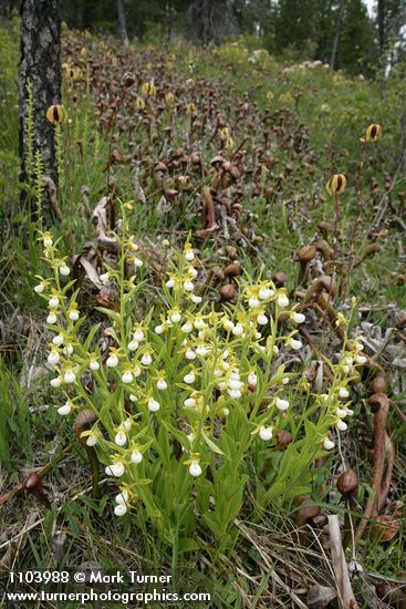 California Lady's-slippers at edge of California Pitcher Plant fen