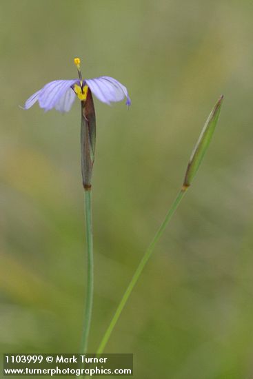 Idaho Blue-eyed Grass
