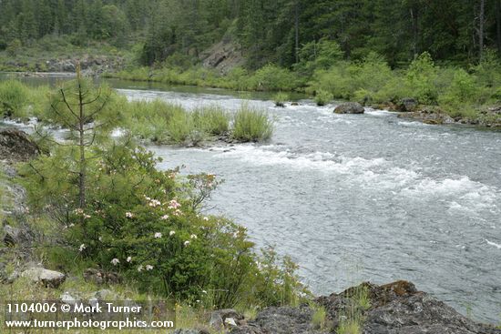 Western Azalaeas; Jeffrey Pine on Illinois River bank w/ Willows mid-stream