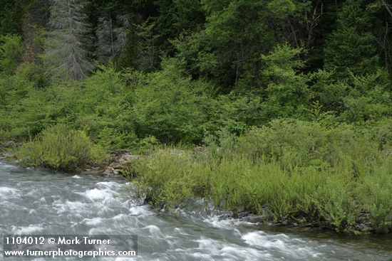 Willows on Illinois River bank