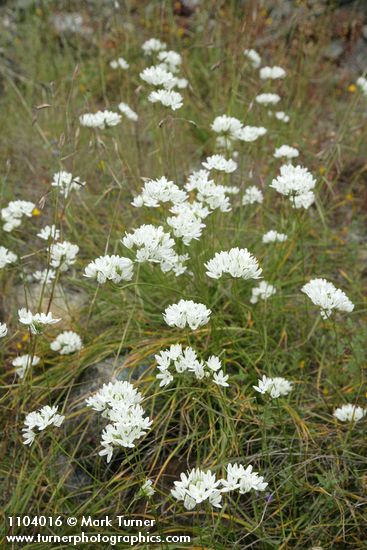 White Hyacinths