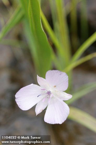Pink Star Tulip blossom
