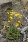 Siskiyou Butterweed