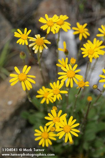 Siskiyou Butterweed blossoms