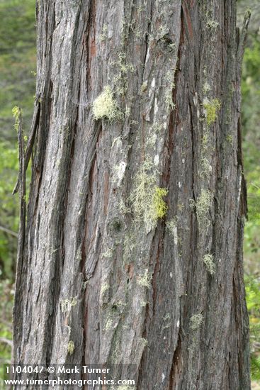 Incense Cedar bark