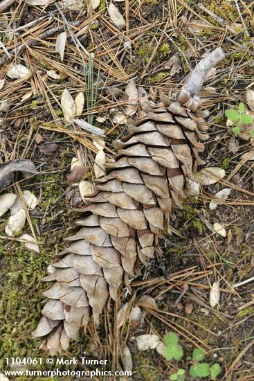 Western White Pine cone & fallen needles