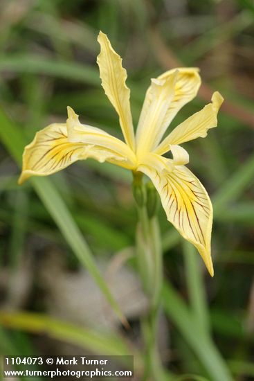 Siskiyou Iris blossom