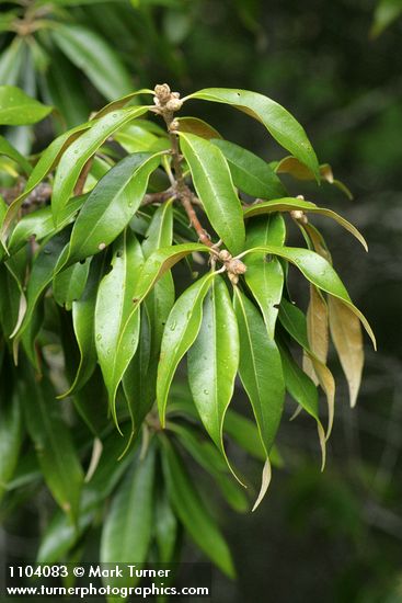 Golden Chinquapin foliage