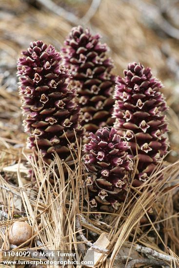 California Ground-cones among Western White Pine needles
