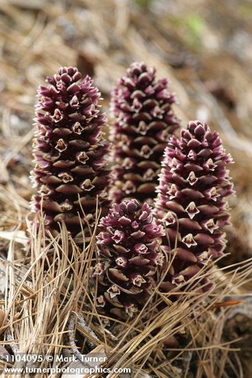 California Ground-cones among Western White Pine needles