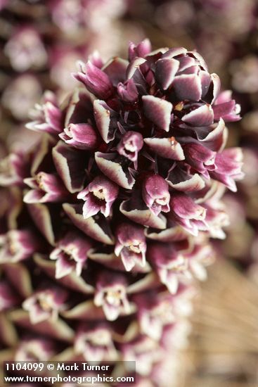 California Ground-cone blossoms detail