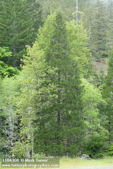 Incense Cedar w/ White Alders