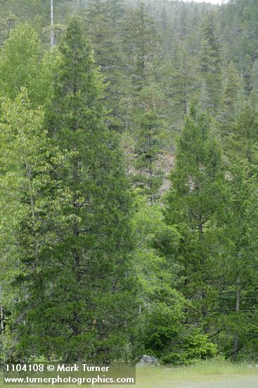 Incense Cedars w/ White Alders