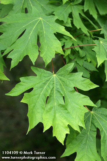 Bigleaf Maple foliage