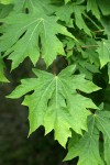 Bigleaf Maple foliage