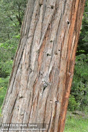 Port Orford Cedar bark