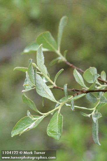 Del Norte Willow foliage detail