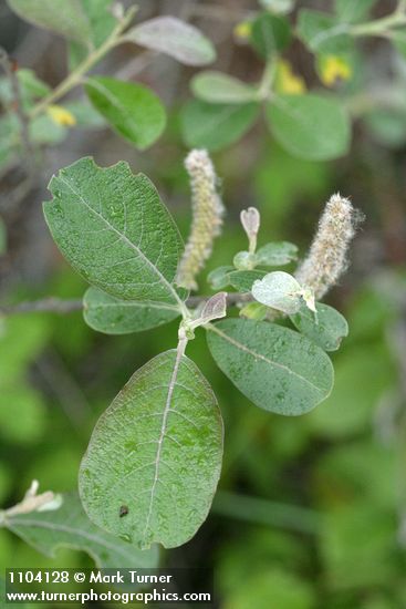 Del Norte Willow foliage detail