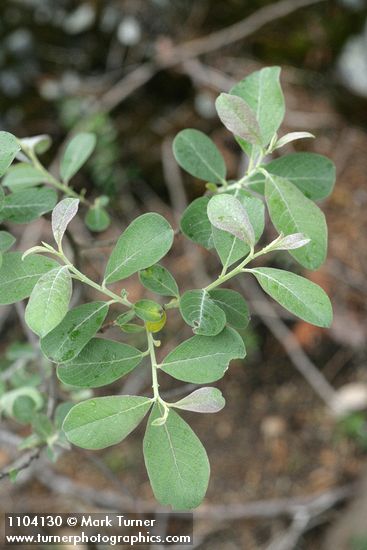 Del Norte Willow foliage