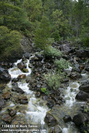 Del Norte Willow among rocks w/ Port Orford Cedar in middle of creek