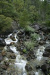 Del Norte Willow among rocks w/ Port Orford Cedar in middle of creek