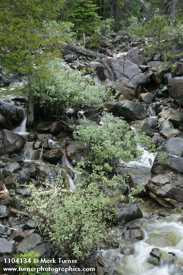 Del Norte Willow among rocks w/ Port Orford Cedar in middle of creek