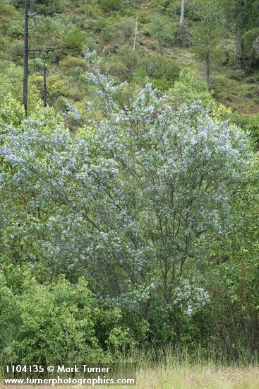 Blueblossom Ceanothus