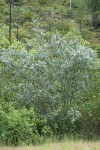 Blueblossom Ceanothus