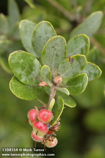 Hoary Manzanita fruit & foliage
