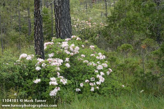 Western Azaleas among Jeffrey Pines