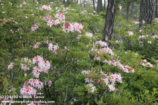 Western Azalea