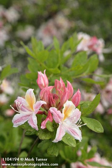 Western Azalea blossoms