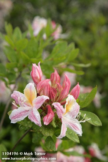 Western Azalea blossoms