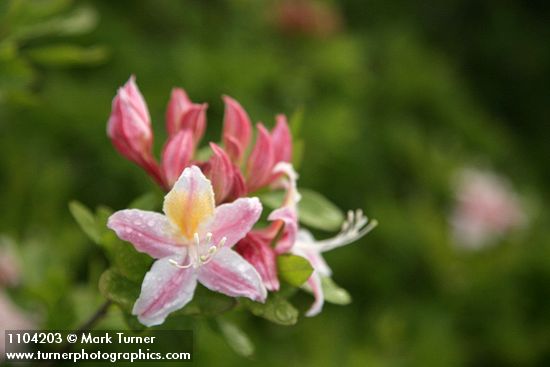 Western Azalea blossoms
