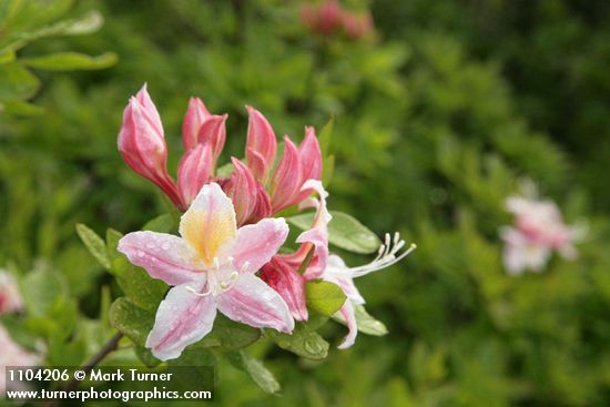 Western Azalea blossoms